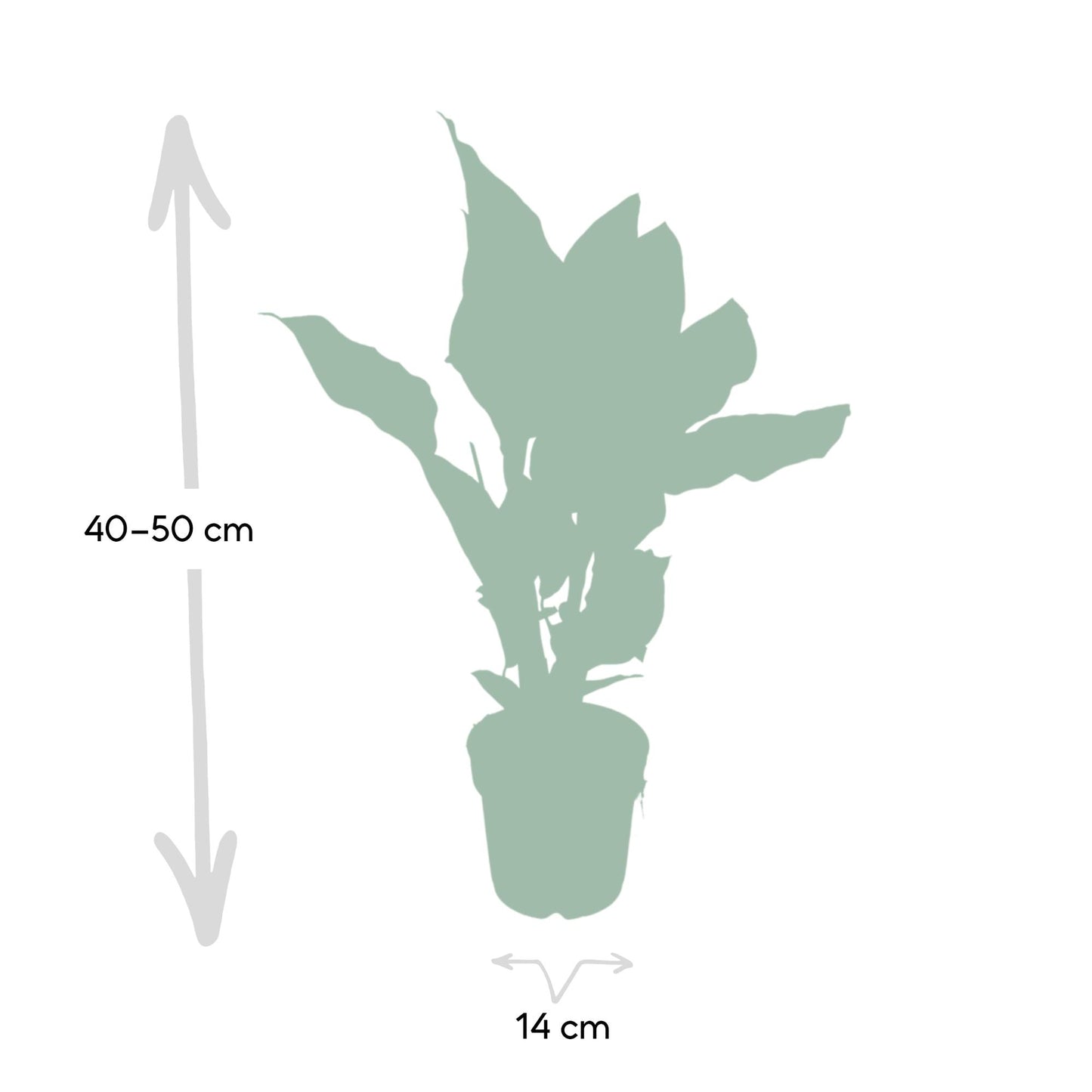 Korbmarante – Calathea ornata – 50 cm – Ø14 cm - Plantabulous