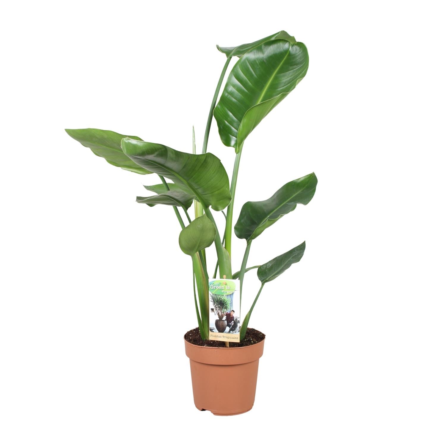 Strelitzia Nicolai - Ø17cm - ↕60cm - Plantabulous