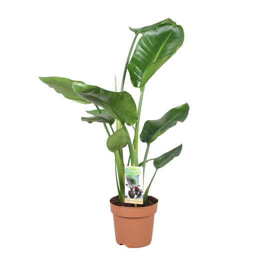 Strelitzia Nicolai - Ø17cm - ↕60cm - Plantabulous