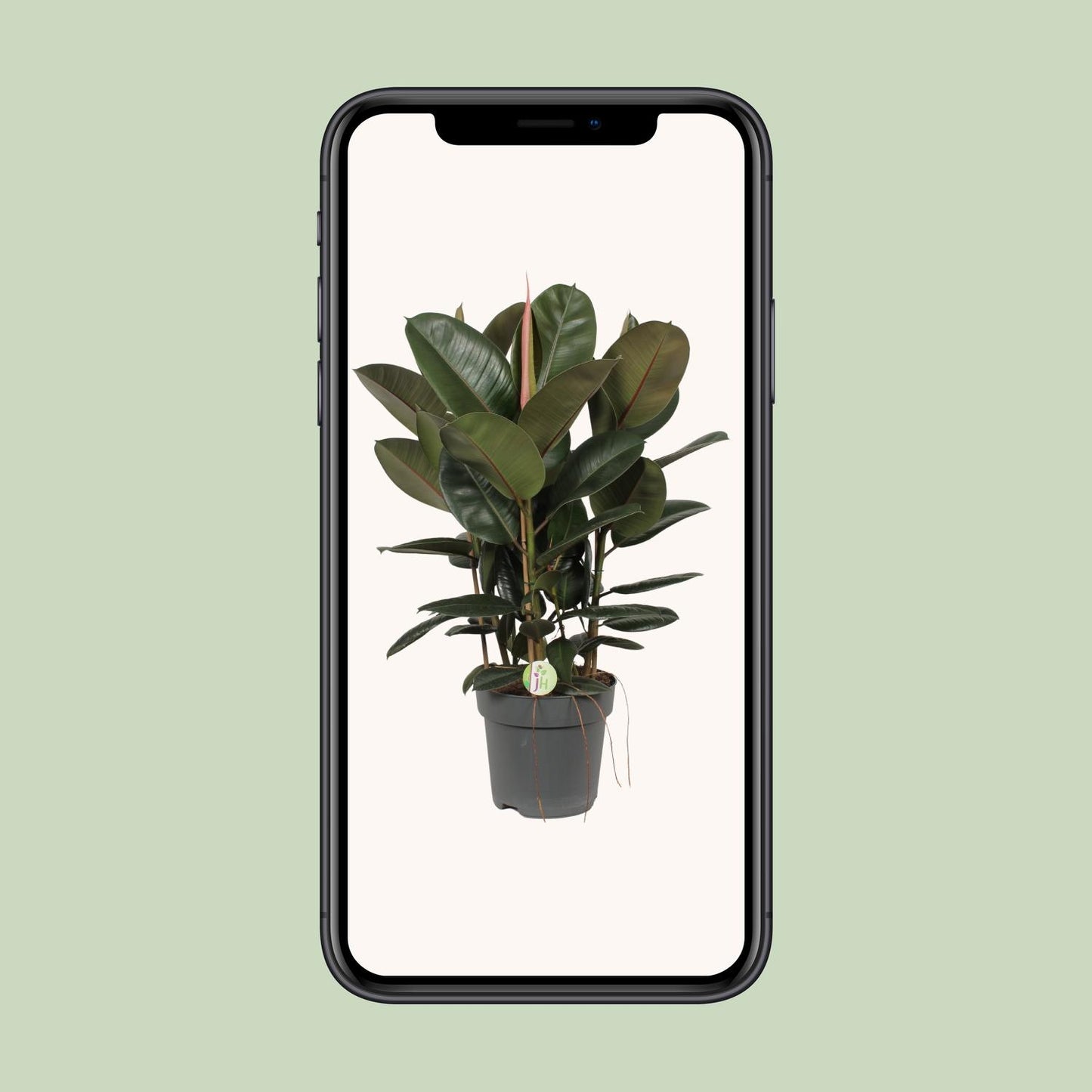 Gummibaum – Ficus Robusta – ↑90 cm – Ø27 cm