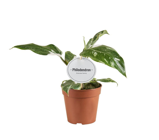 Philodendron White Princess B Grade - Ø12cm - ↕30cm - Plantabulous