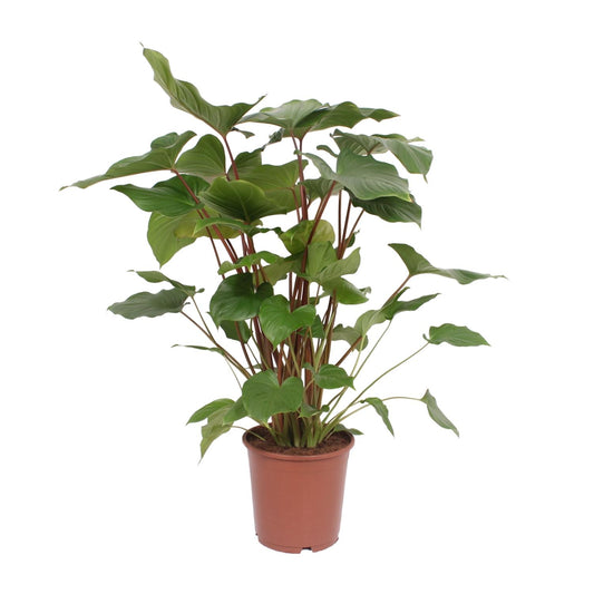 Homalomene – Homalomena Rubescens 'Maggy' – ↑90 cm – Ø24 cm