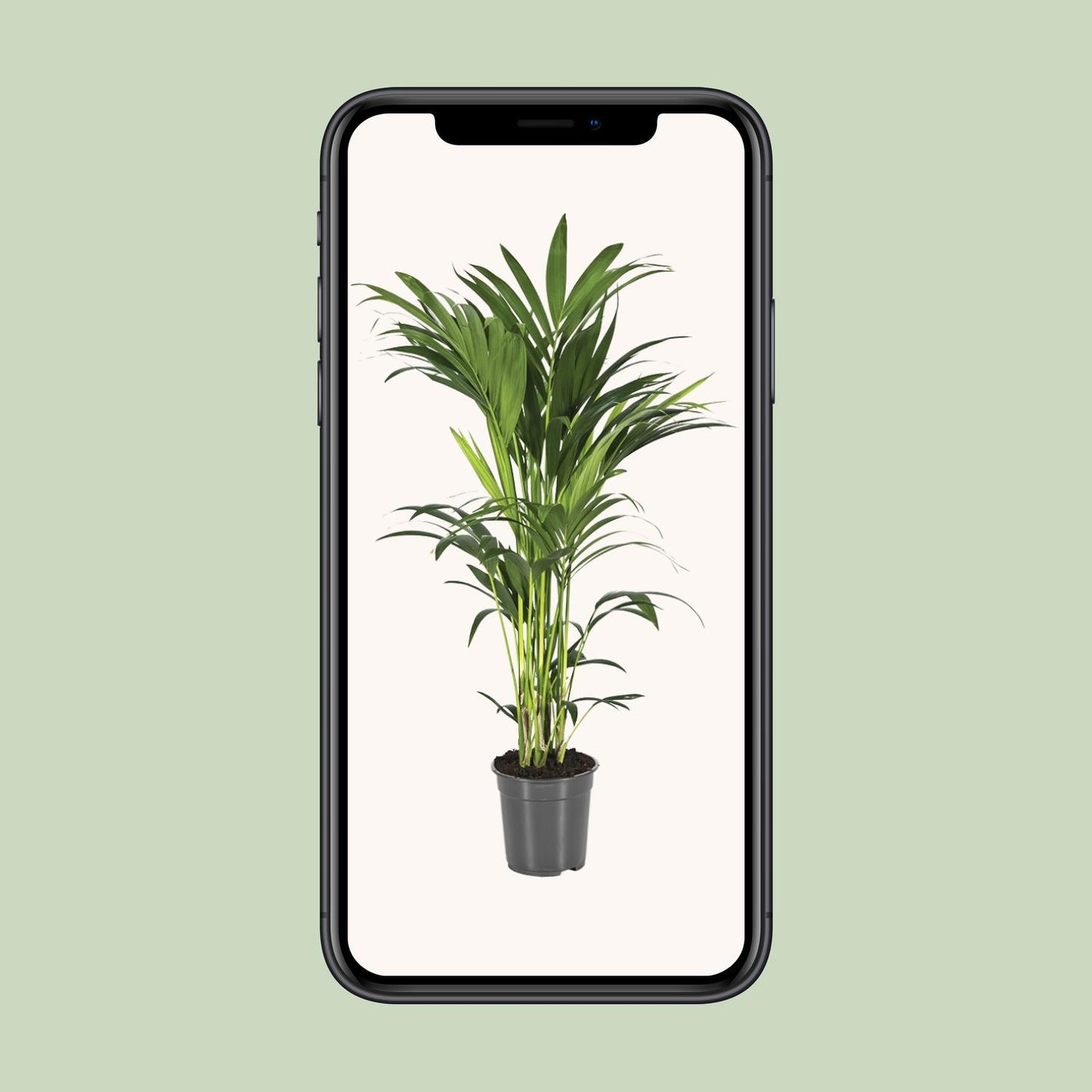 Howea Forsteriana - Ø21cm - ↕100cm - Plantabulous