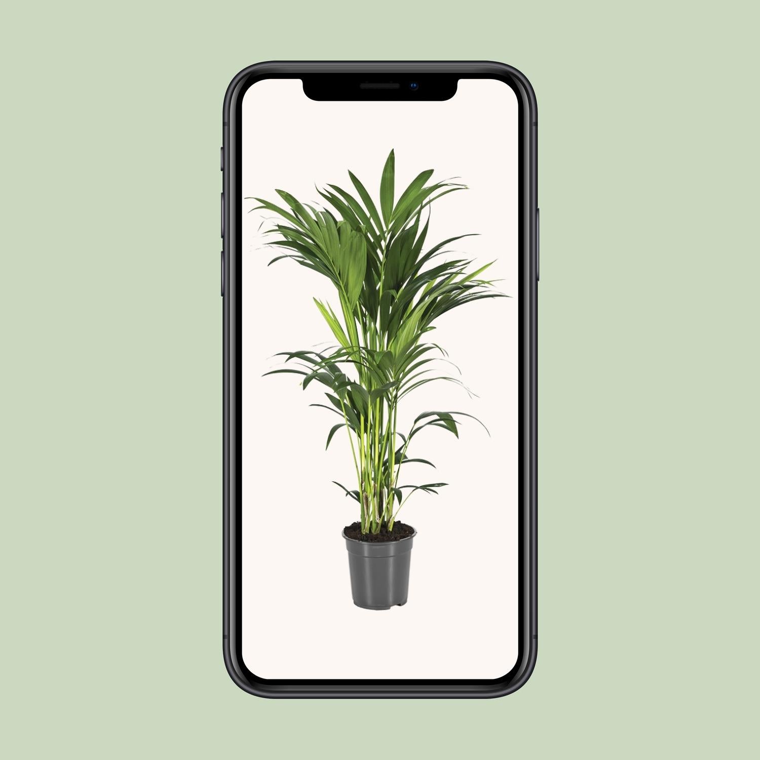 Howea Forsteriana - Ø21cm - ↕100cm - Plantabulous