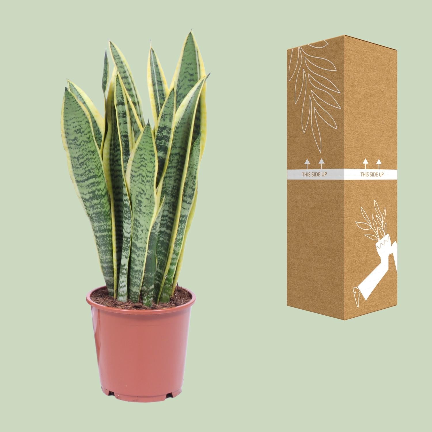 Bogenhanf – Sansevieria Trifasciata 'Laurentii' - Plantabulous