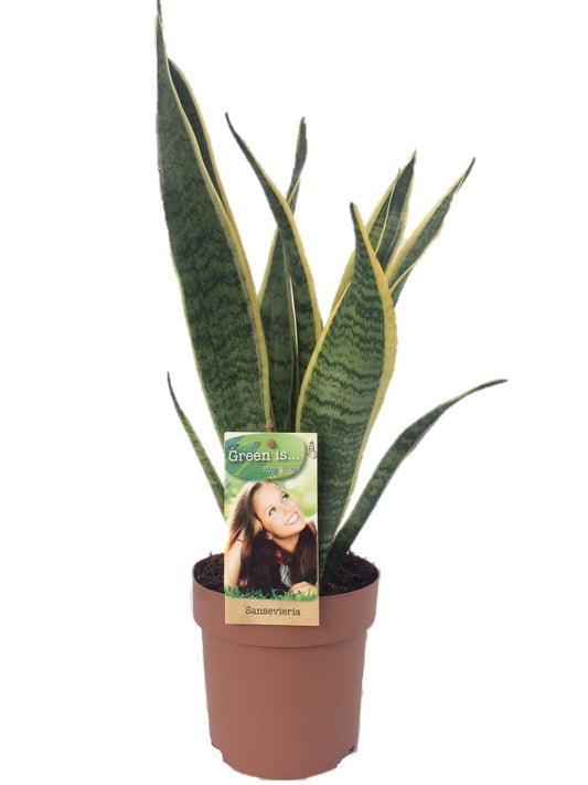 Bogenhanf – Sansevieria Laurentii – ↑50 cm – Ø14 cm