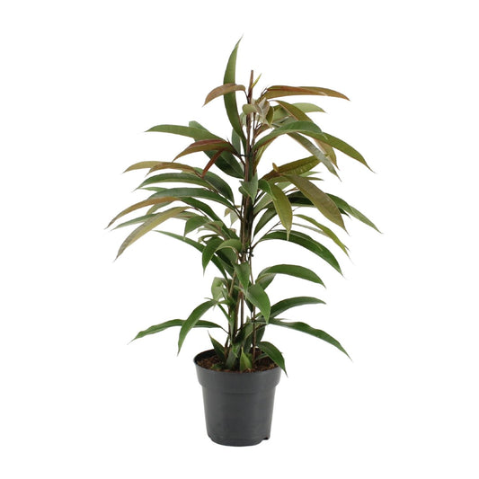 Ficus Binnendijkii Amstel King - Ø17cm - ↕70cm - Plantabulous