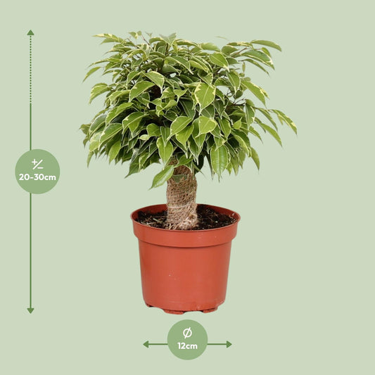 Ficus Benjamina Kinky - Ø12cm - ↕28cm - Plantabulous