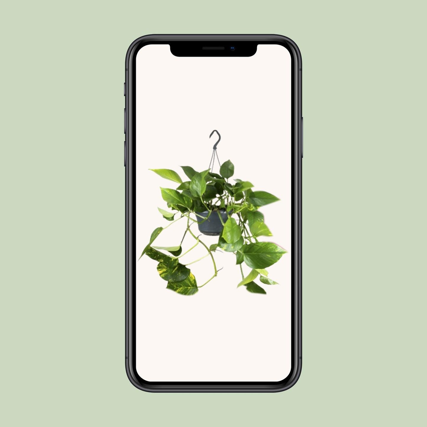 Efeutute – Epipremnum aureum – 25 cm – Ø15 cm - Plantabulous
