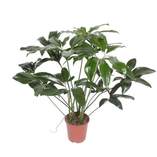 Philodendron – Philodendron 'Green Wonder' – 120 cm – Ø24 cm - Plantabulous