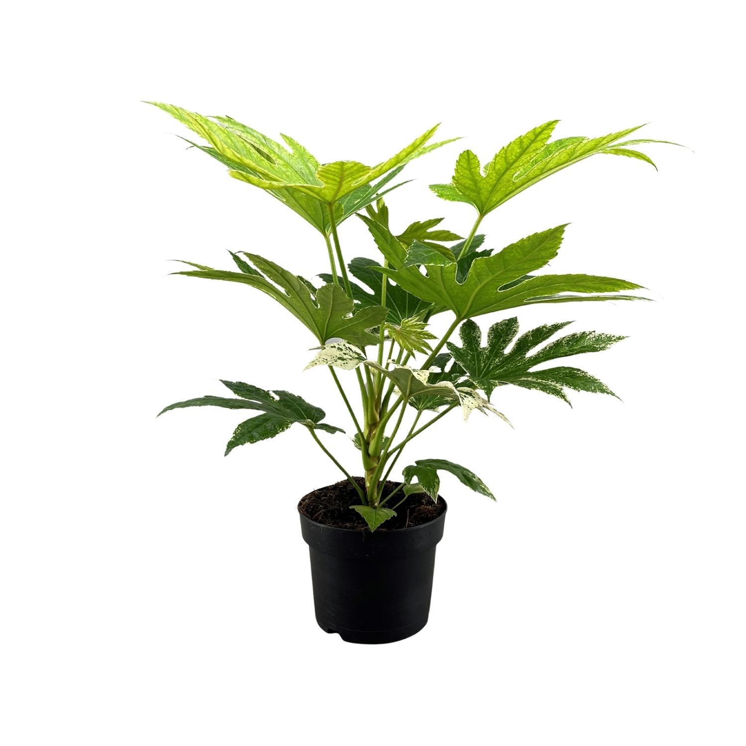 Fatsia Japonica Spider Web - Ø17cm - ↕50cm - Plantabulous