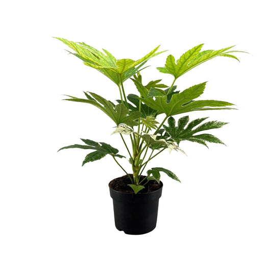 Fatsia Japonica Spider Web - Ø17cm - ↕50cm - Plantabulous