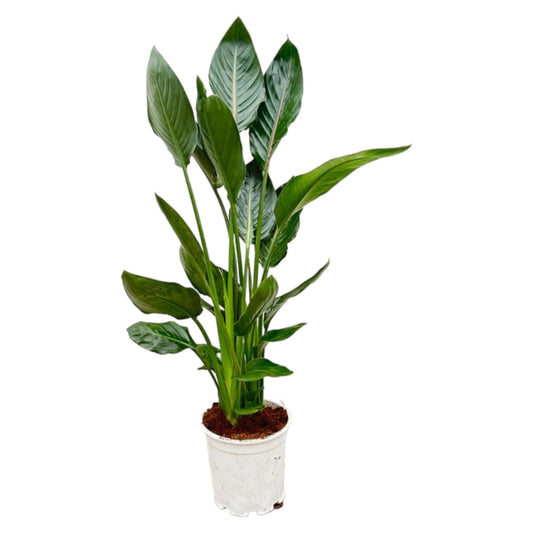 Paradiesvogelblume – Strelitzia reginae – 100 cm – Ø19 cm - Plantabulous