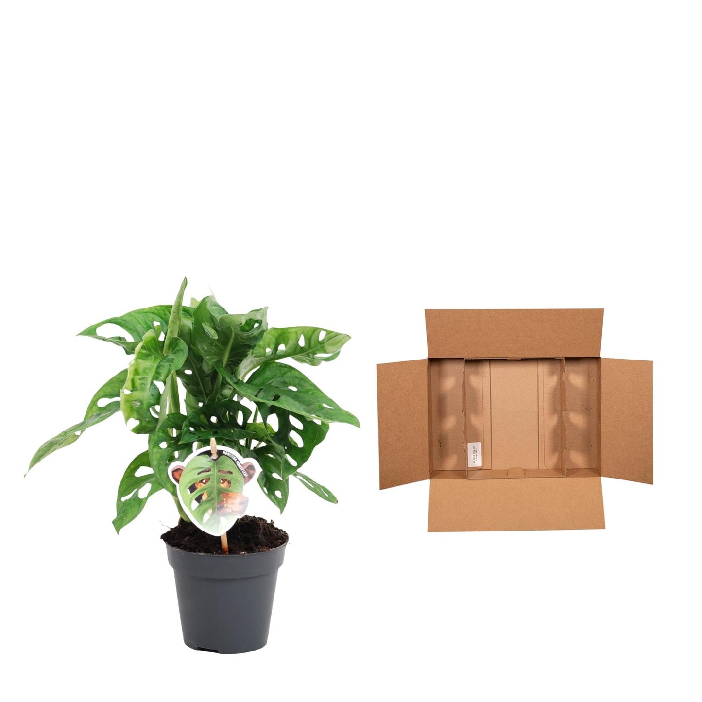 Fensterblatt – Monstera obliqua 'Monkey Leaf' – 25 cm – Ø12 cm - Plantabulous