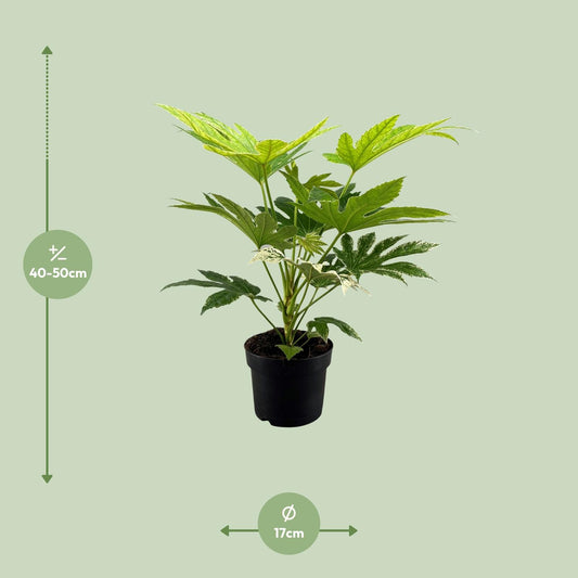 Fatsia Japonica Spider Web - Ø17cm - ↕50cm - Plantabulous