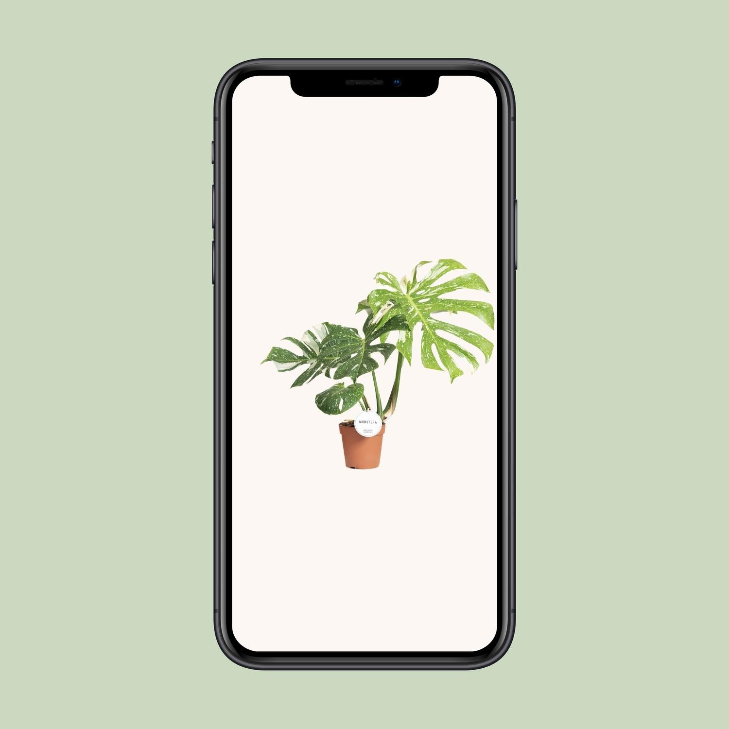 Monstera Thai Constellation - Ø15cm - ↕40-50cm - Plantabulous