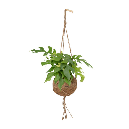 Lochpflanze – Kokodama Monstera Minima - Rhaphidophora tetrasperma – 25 cm – Ø15 cm - Plantabulous