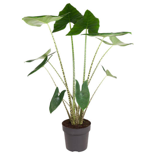 Pfeilblatt – Alocasia zebrina – 130 cm – Ø32 cm - Plantabulous