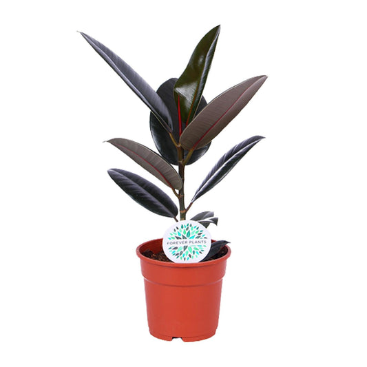 Ficus Elastica Abidjan - Ø17cm - ↕55cm - Plantabulous