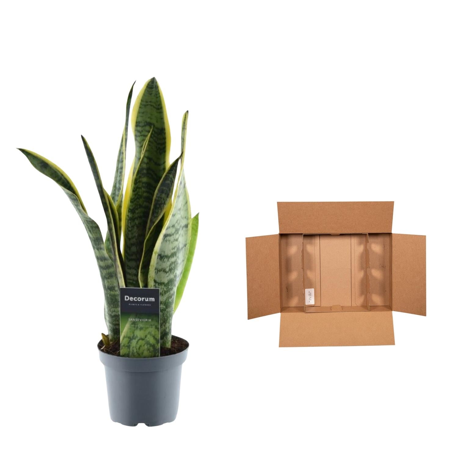 Bogenhanf - Sansevieria Laurentii - 45 cm - Ø12 - Plantabulous