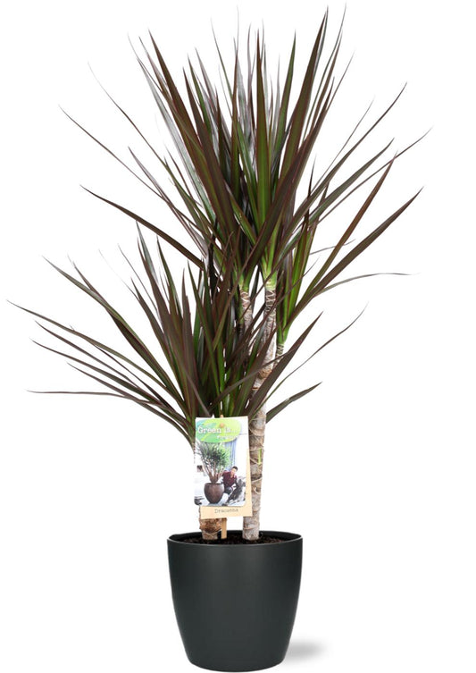 Dracaena Magenta - Ø17cm - ↕80cm + Pot Brussels D18x17cm - Anthrazit - Plantabulous