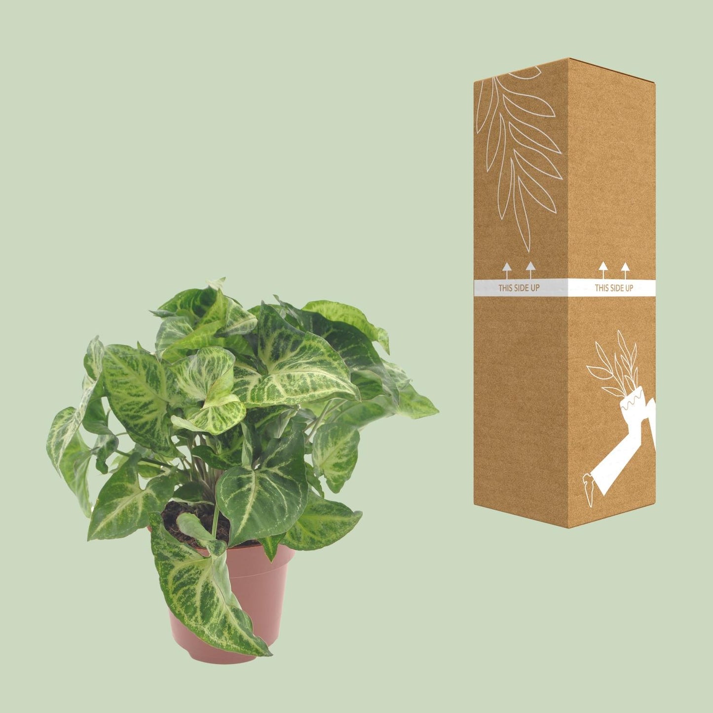 Purpurtute – Syngonium 'Arrow' – ↑25 cm – Ø12 cm