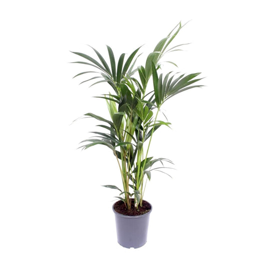 Kentia-Palme – Howea Forsteriana – ↑120 cm – Ø21 cm