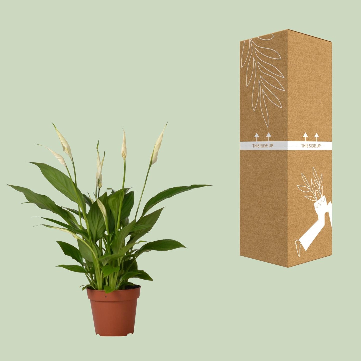 Einblatt – Spathiphyllum 'Bingo Cupido' – ↑45-80 cm – Ø12-19 cm