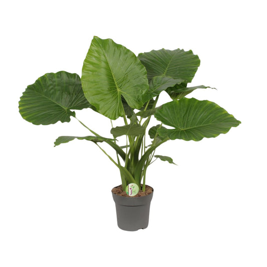 Pfeilblatt – Alocasia Gageana 'California' – ↑80 cm – Ø21 cm