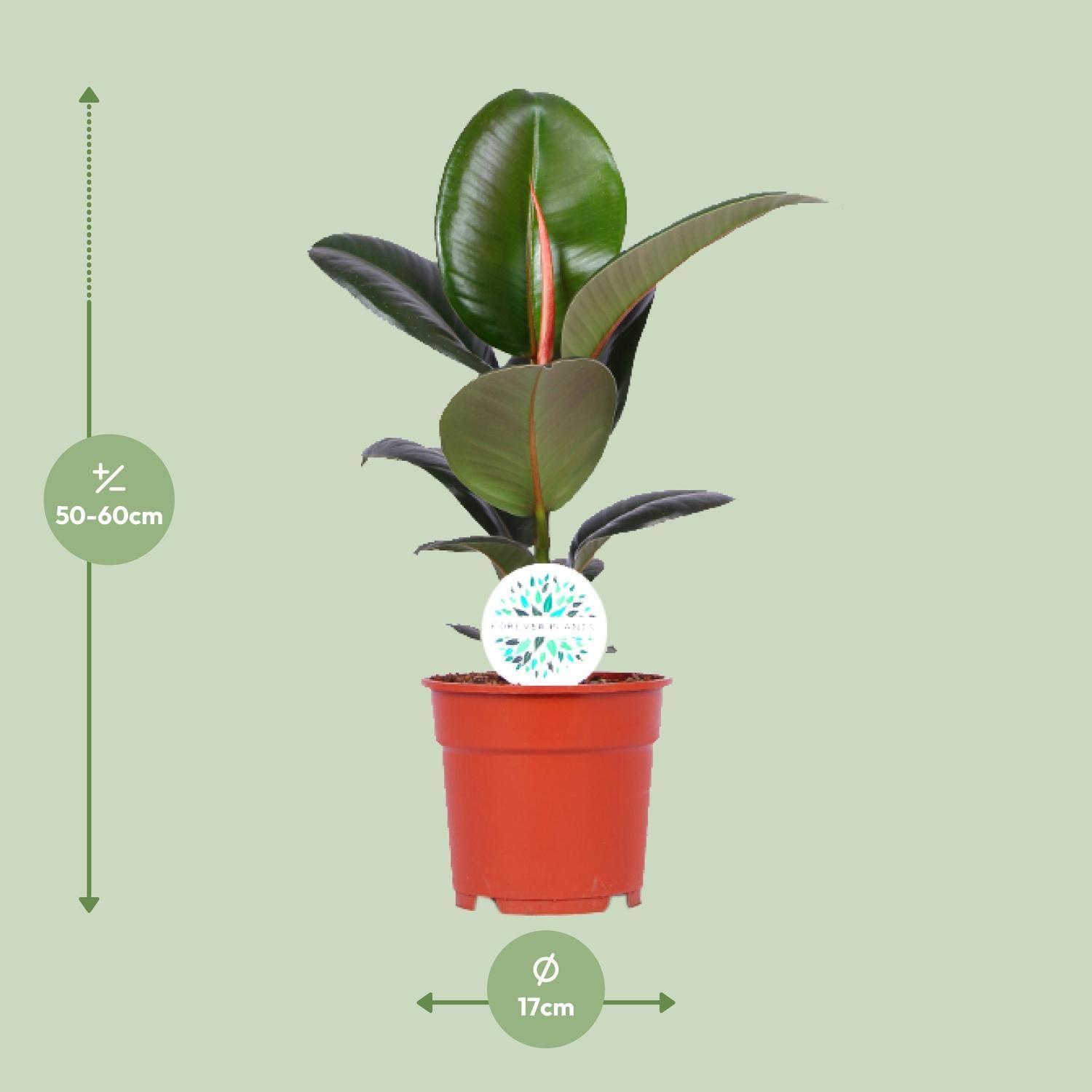 Ficus Elastica Robusta - Ø17cm - ↕55cm - Plantabulous