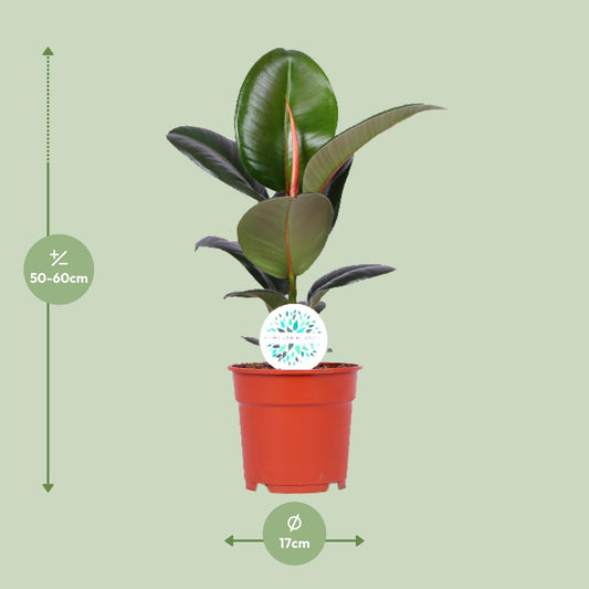 Ficus Elastica Robusta - Ø17cm - ↕55cm - Plantabulous
