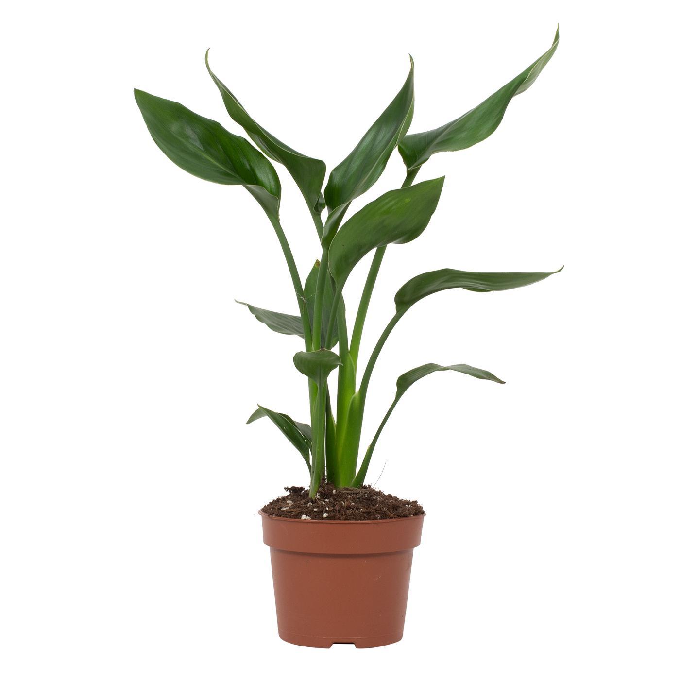 Strelitzia Reginae - Ø12cm - ↕35cm - Plantabulous