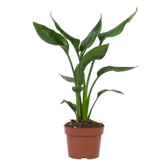 Strelitzia Reginae - Ø12cm - ↕35cm - Plantabulous