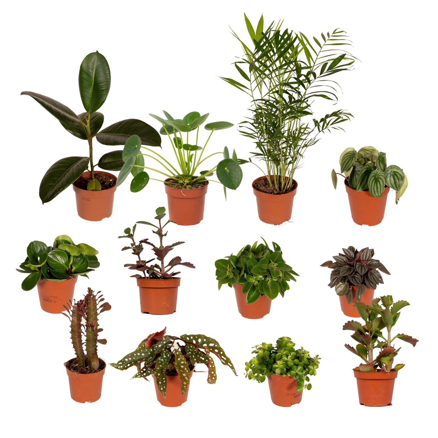 Pflanzen Set – 12 Pflanzen – Ø12 cm - Plantabulous