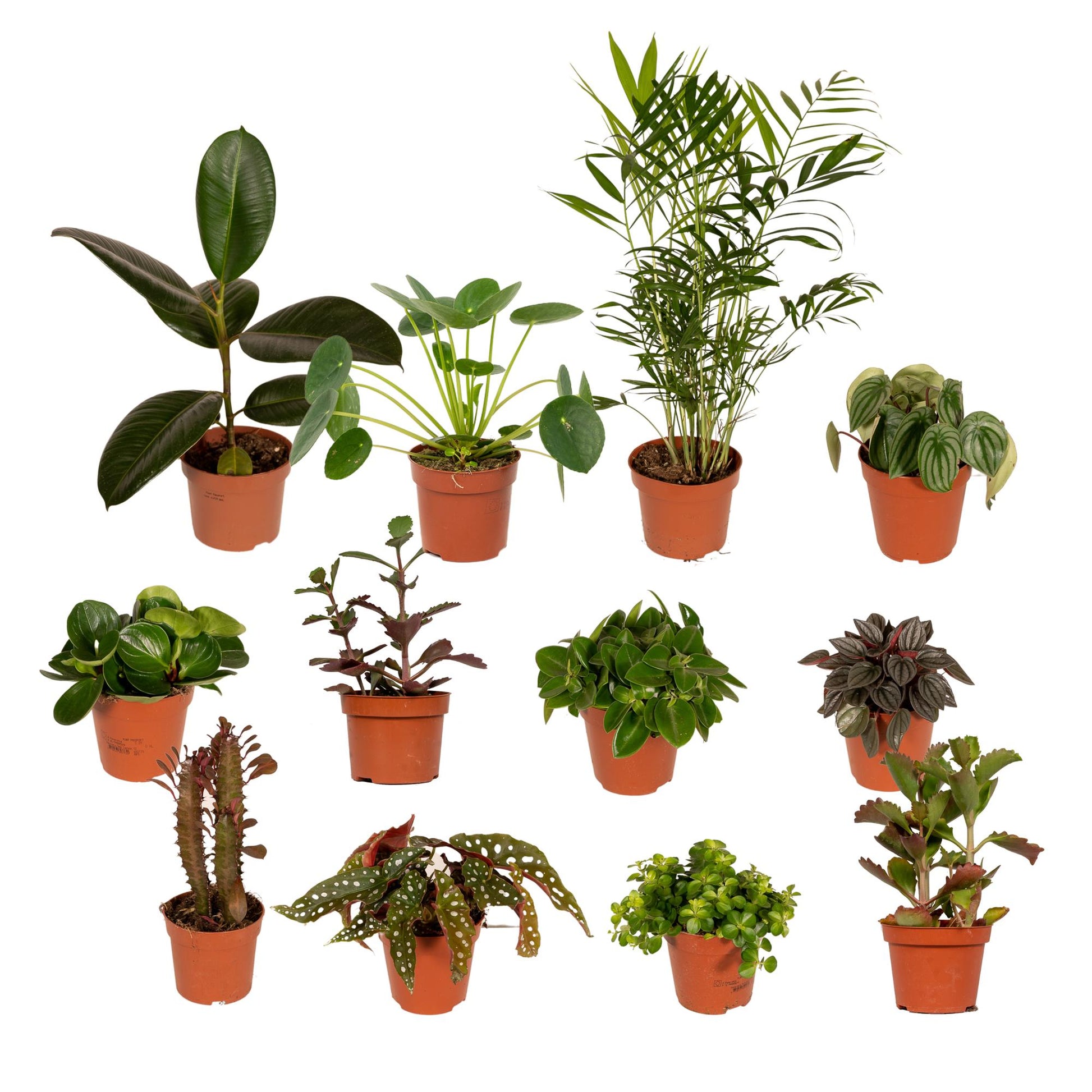 Pflanzen Set – 12 Pflanzen – Ø12 cm - Plantabulous