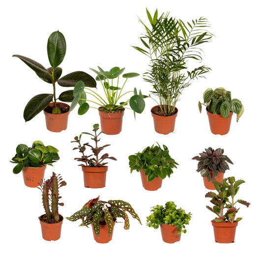 Pflanzen Set – 12 Pflanzen – Ø12 cm - Plantabulous
