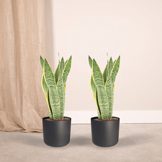 Pflanzen Set – 2 Pflanzen – Bogenhanf– Sansevieria 'Laurentii' – ↑40 cm – Ø14 cm