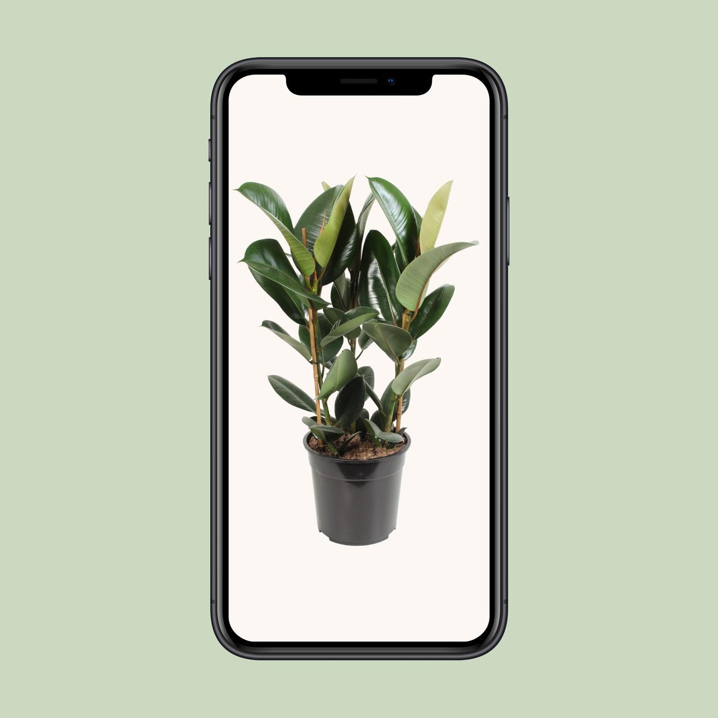 Gummibaum – Ficus Elastica 'Robusta' - ↑35-85 cm - Ø12-27 cm