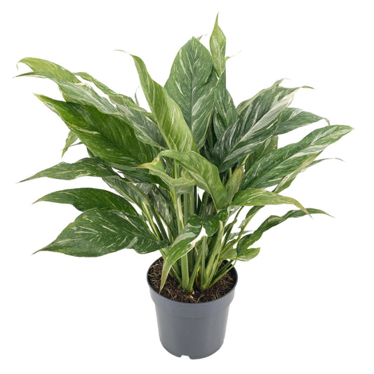 Diamond Variegata 14cm - Ø14cm - ↕55cm - Plantabulous
