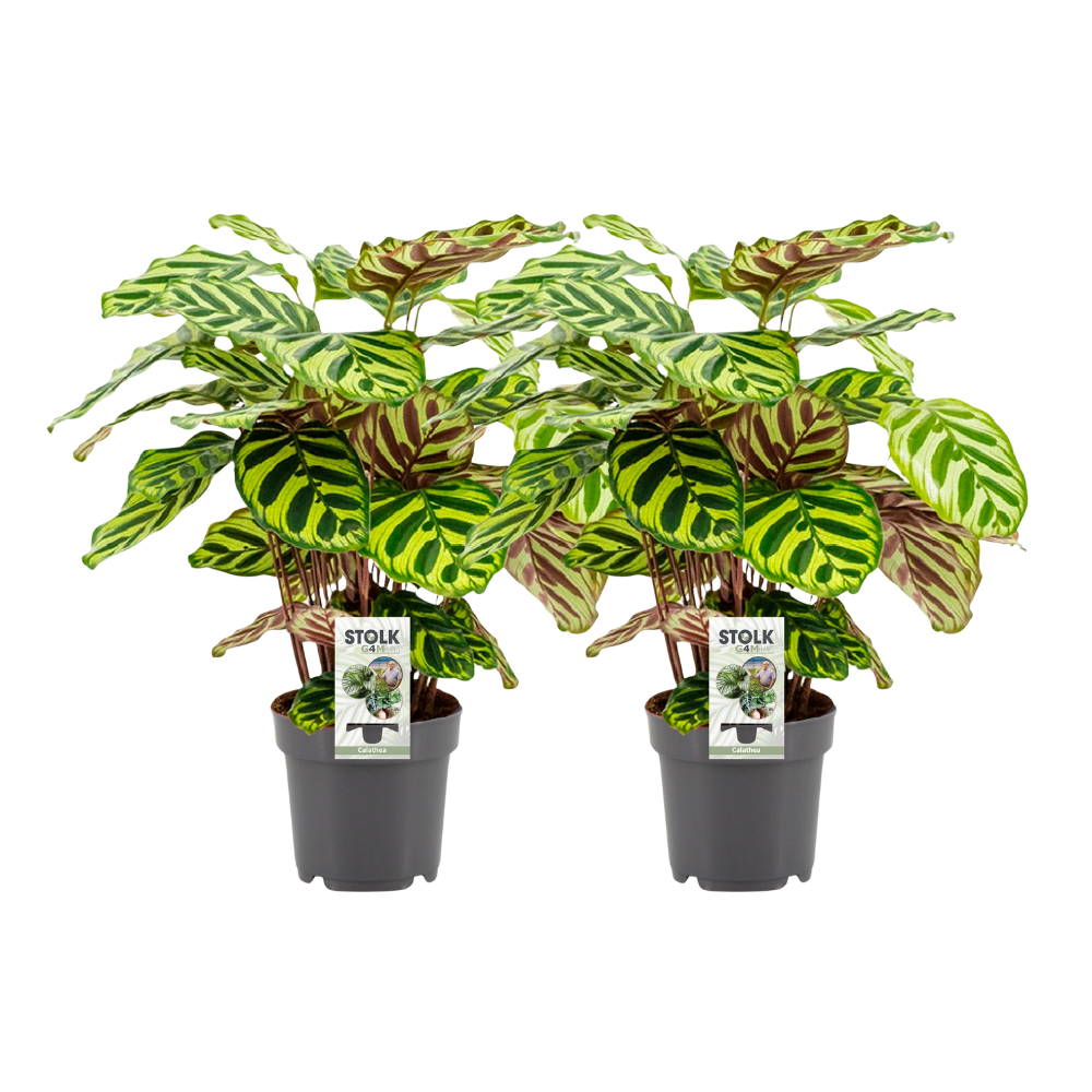 Calathea Makoyana - 2 Stücke - Ø14cm - ↕45cm - Plantabulous