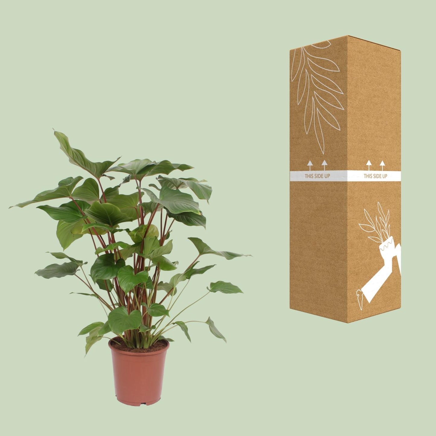 Homalomene – Homalomena Rubescens 'Maggy' – ↑90 cm – Ø24 cm