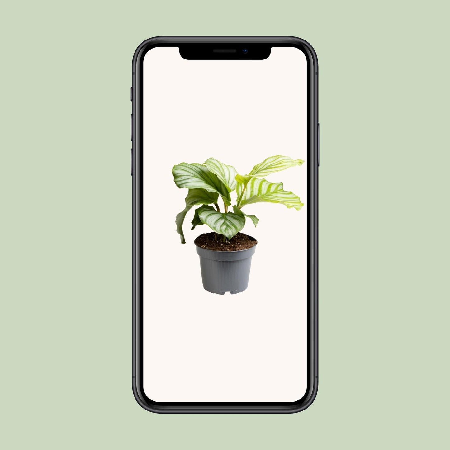 Calathea Orbifolia - Ø12cm - ↕25cm - Plantabulous