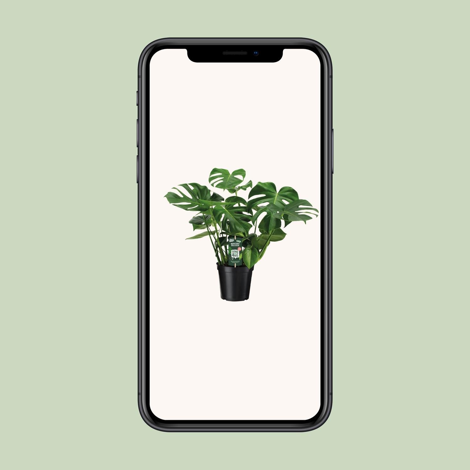 Fensterblatt – Monstera deliciosa – 65 cm – Ø21 cm - Plantabulous