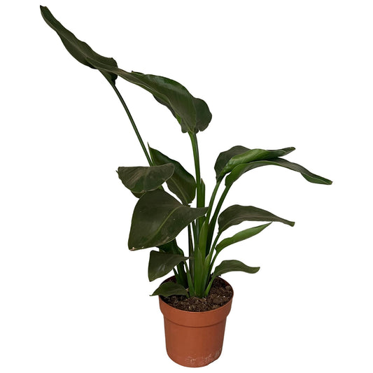 Strelitzia Nicolai 2pp - Ø17cm - ↕65cm - Plantabulous