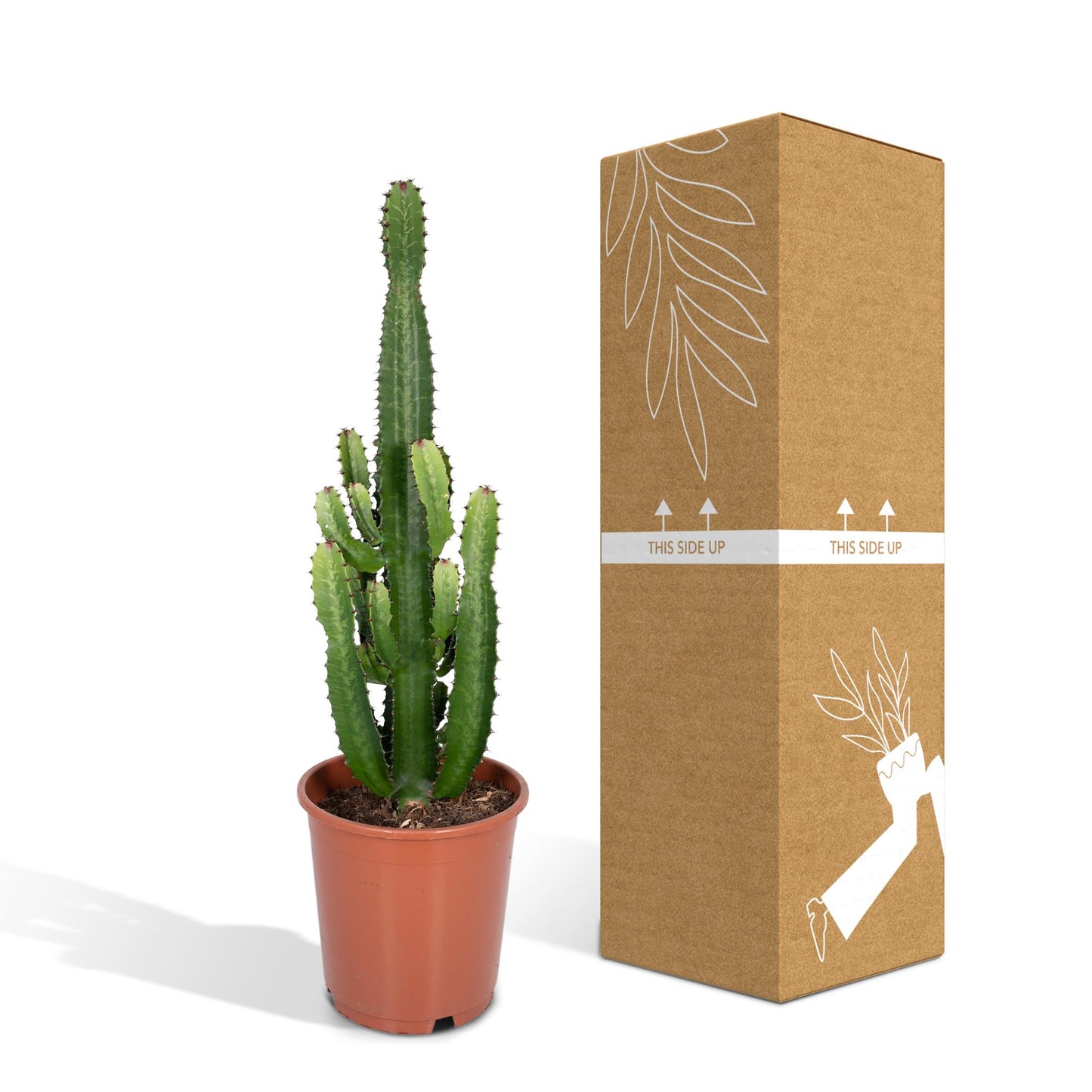 Wolfsmilch – Euphorbia Acrurensis – ↑60 cm – Ø24 cm