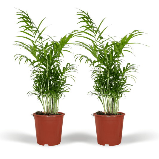 Pflanzen Set - 2 Pflanzen - Chamaedorea Elegans – ↑55 cm – Ø17 cm