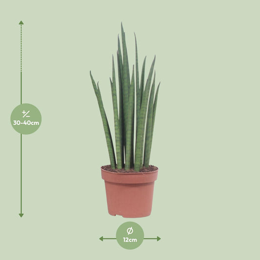 Bogenhanf – Sansevieria 'Mikado' – ↑40 cm – Ø12 cm