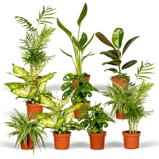 Überraschungsbox - 10 Pflanzen - 25 cm - Ø12cm - Plantabulous