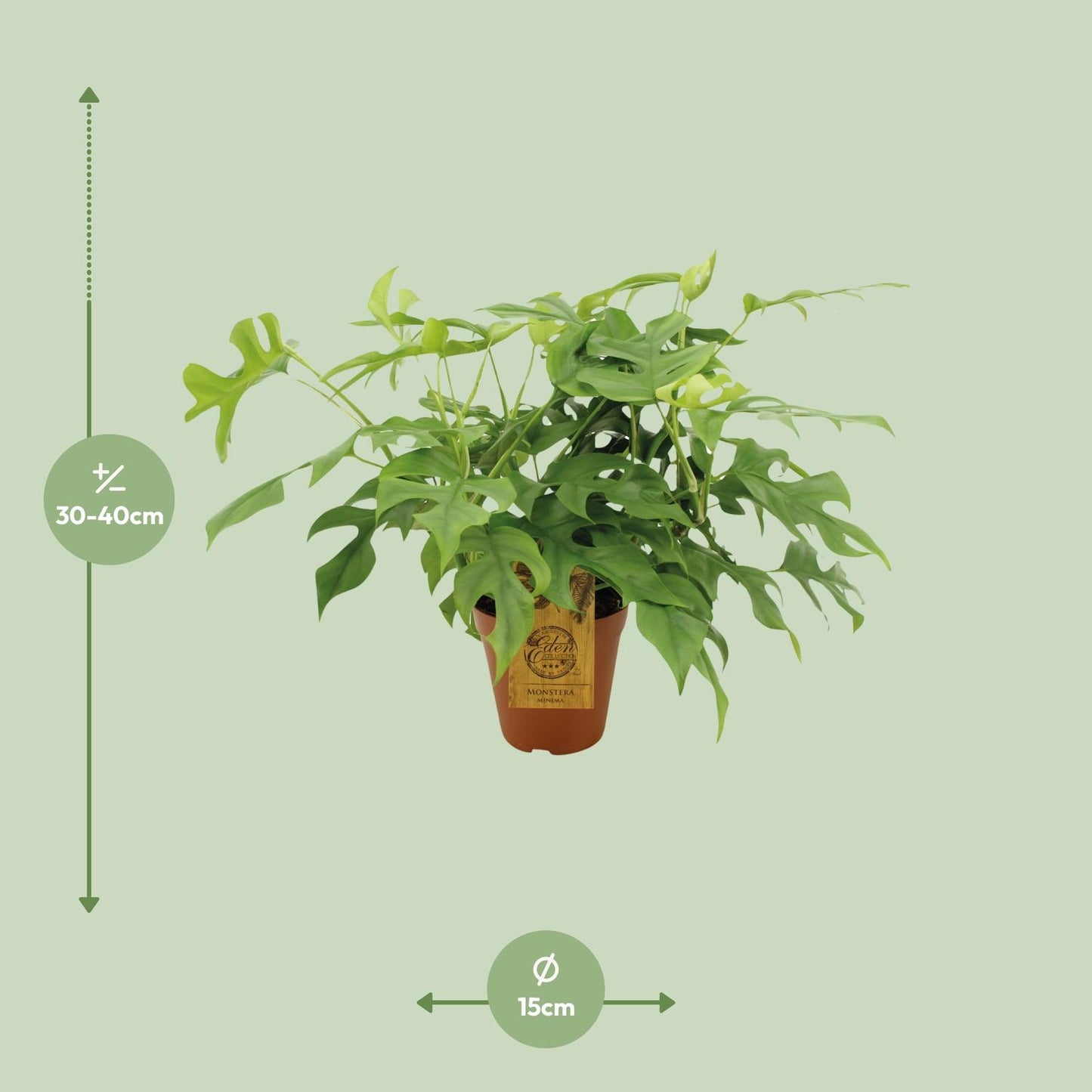 Fensterblatt - Monstera minima - Rhaphidophora tetrasperma – 25 cm – Ø15 cm - Plantabulous