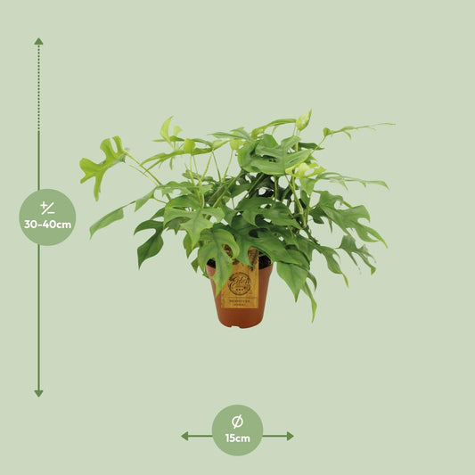 Fensterblatt - Monstera minima - Rhaphidophora tetrasperma – 25 cm – Ø15 cm - Plantabulous
